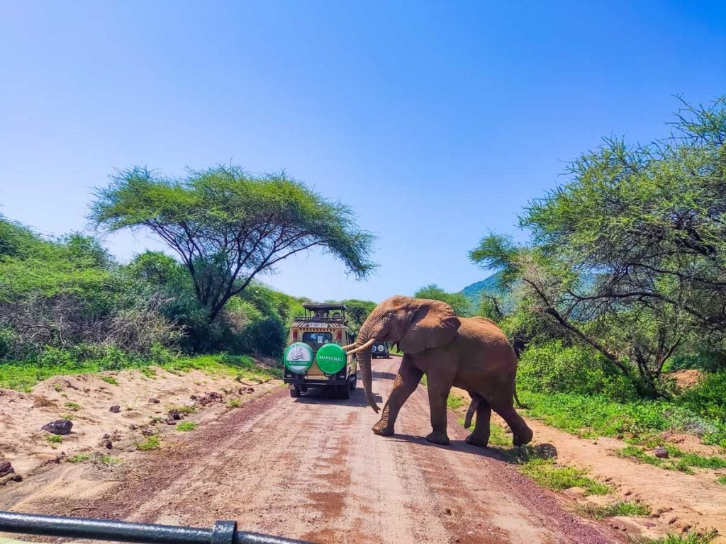 big 5 tanzania safari