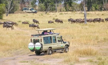 Safari