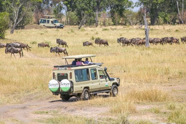 Safari
